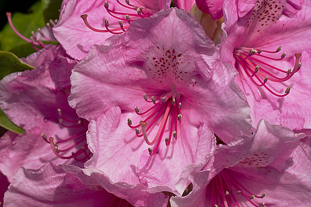 istock Pink Rhododendron Fantastic Stamen 497995343