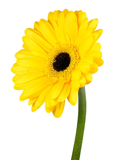 istock Yellow Gerbera Flower with Green Stem Isolated 497995779