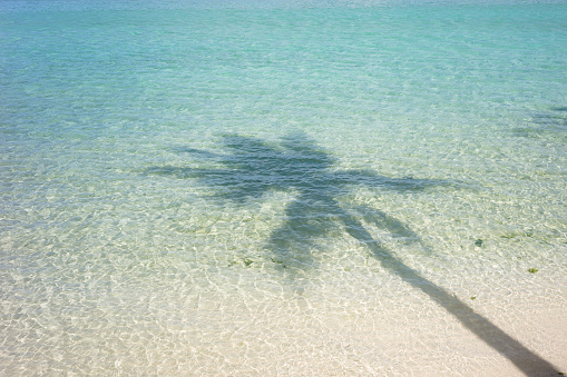 Shadow of palm tree on beach