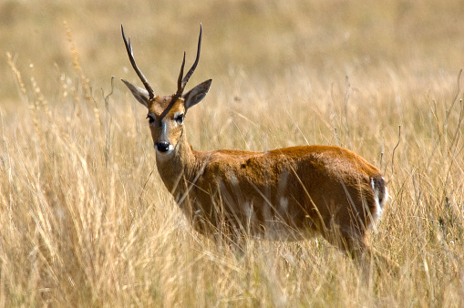 Pampas Deer at Serra da Canastra National Park, Minas Gerais, Brazil