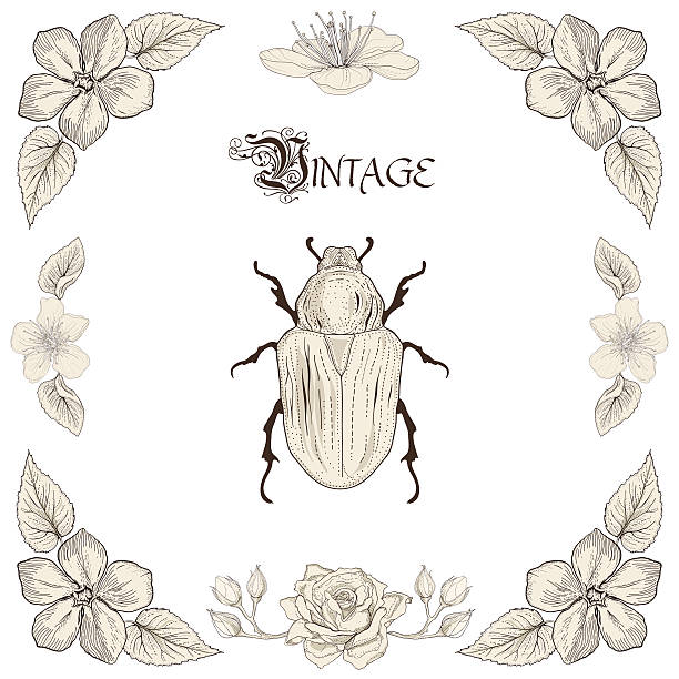 rose chafer drawing vintage engraving style Hand drawing beetle flowers and leaves decorative floral frame Vintage engraving style rose chafer cetonia aurata stock illustrations