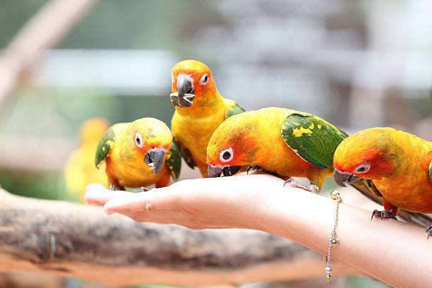 istock many of parrot is eating foods. 497996945