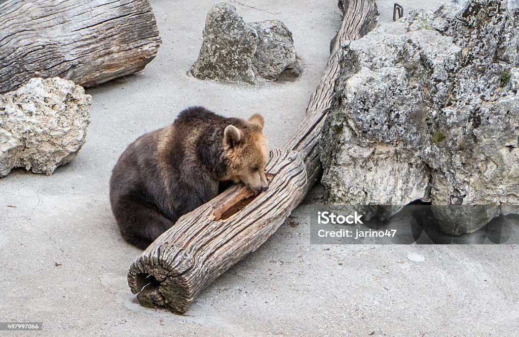 Brown bear Brown bear in the zoo 2015 Stock Photo