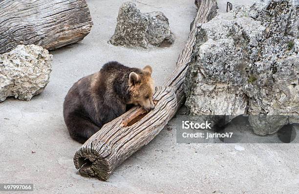 Brown Bear Stock Photo - Download Image Now - 2015, Animal, Bear