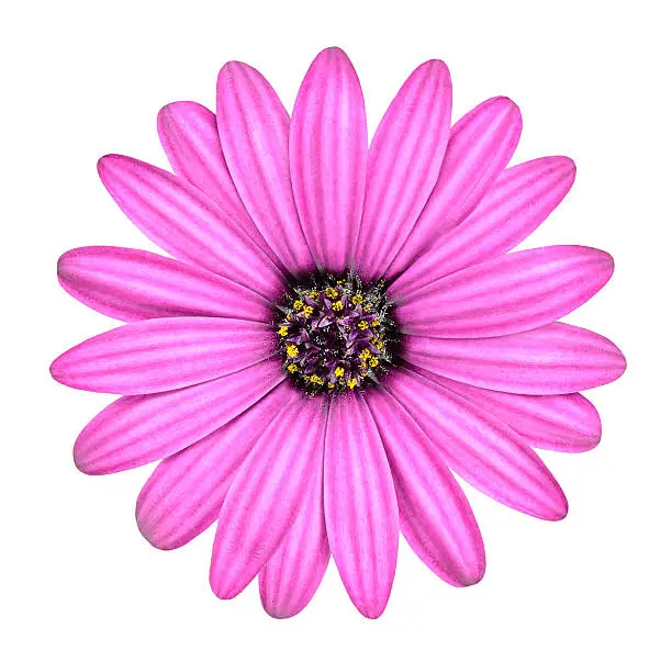 Photo of Violet Pink Osteosperumum Flower Isolated on White