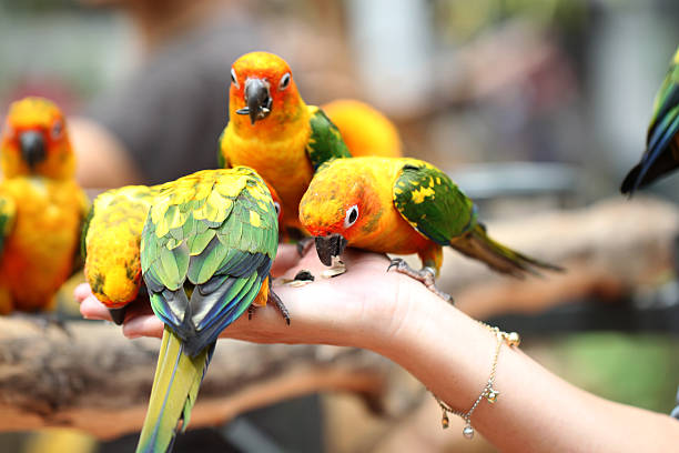 istock many of parrot is eating foods. 497997653