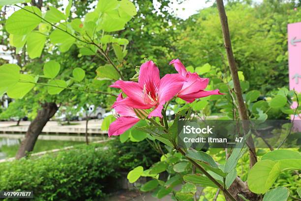 Schmetterling Baum Orchid Baum Lila Bauhinia Blumen Stockfoto und mehr Bilder von Asien