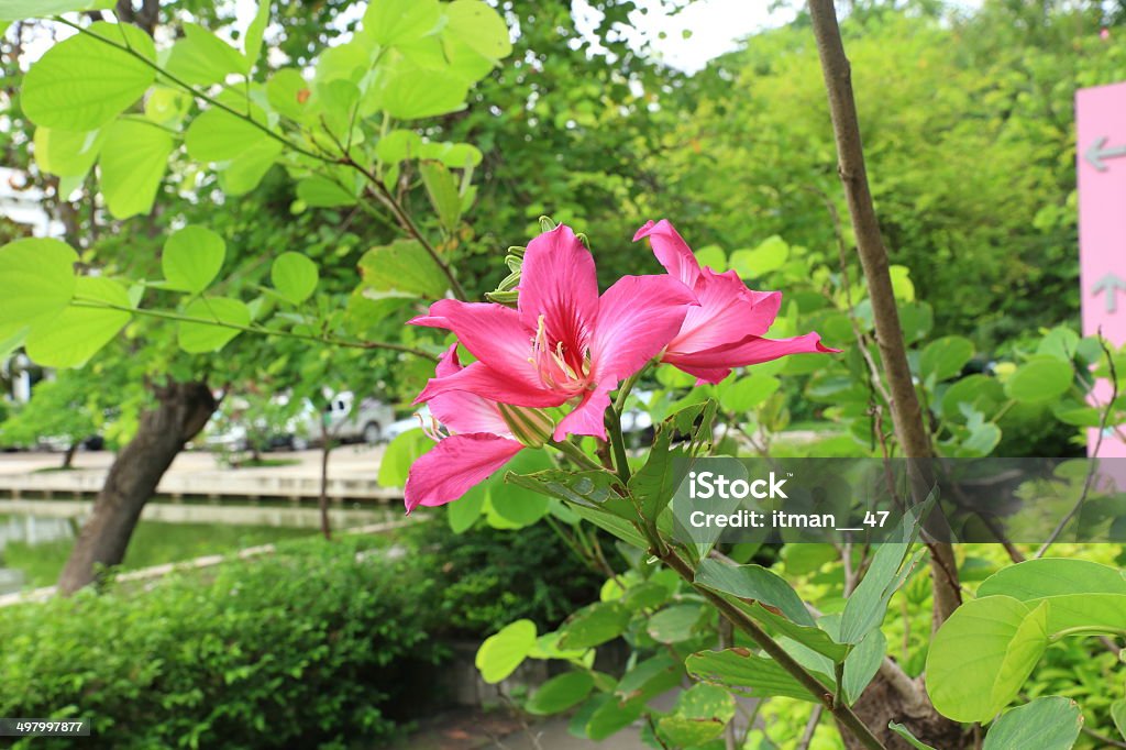 나비 나무, 연자주색 나무, 퍼플 Bauhinia 꽃. - 로열티 프리 0명 스톡 사진