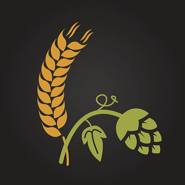 ilustrações de stock, clip art, desenhos animados e ícones de cerveja de trigo e flor - cevada