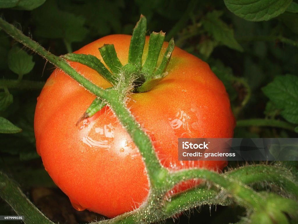 Tomate vermelho - Foto de stock de Agricultura royalty-free