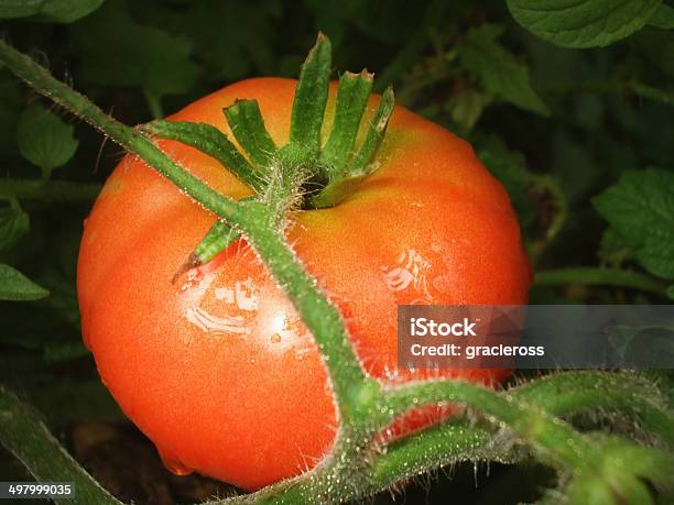 Foto de Tomate Vermelho e mais fotos de stock de Agricultura - Agricultura, Alimentação Saudável, Antioxidante