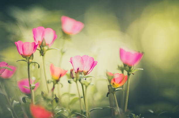 istock Common Purslane or Verdolaga 497999153