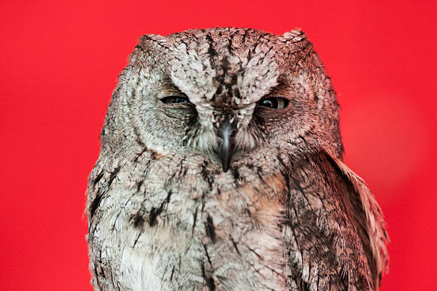 Sleeping Owl a sleeping owl on a red background. animal retina stock pictures, royalty-free photos & images