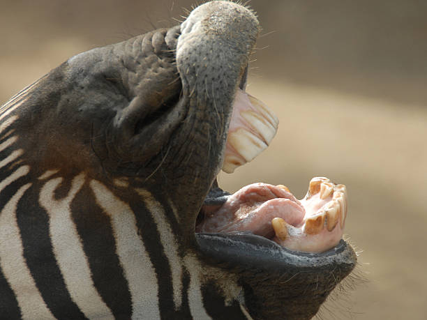 Angry Mini Zebra 220+ Angry Zebra Stock Photos, Pictures & Royalty-Free Images - iStock
