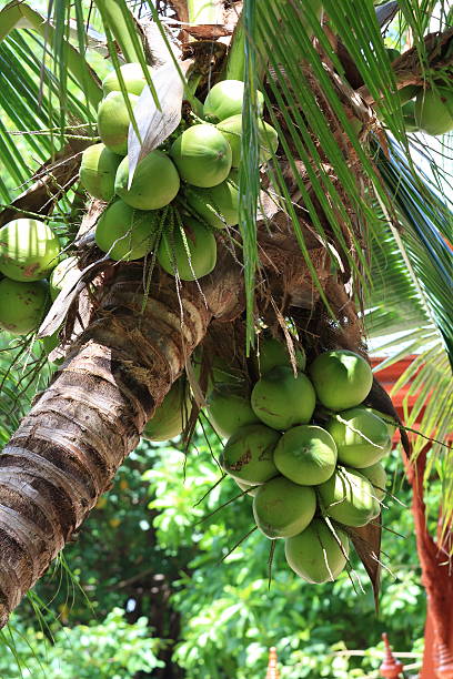 Close Up a Bunch of Green Coconut at Tree.