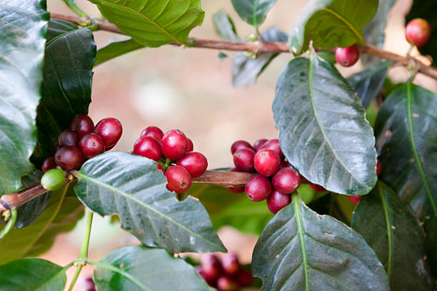 istock Coffee beans ripening on tree in North of thailand 498010401