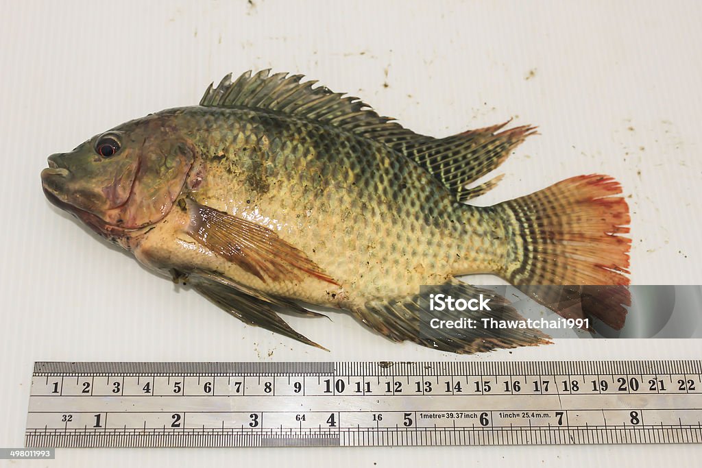 fresh carp com com ferramentas isolado no fundo branco - Foto de stock de Alho porró royalty-free