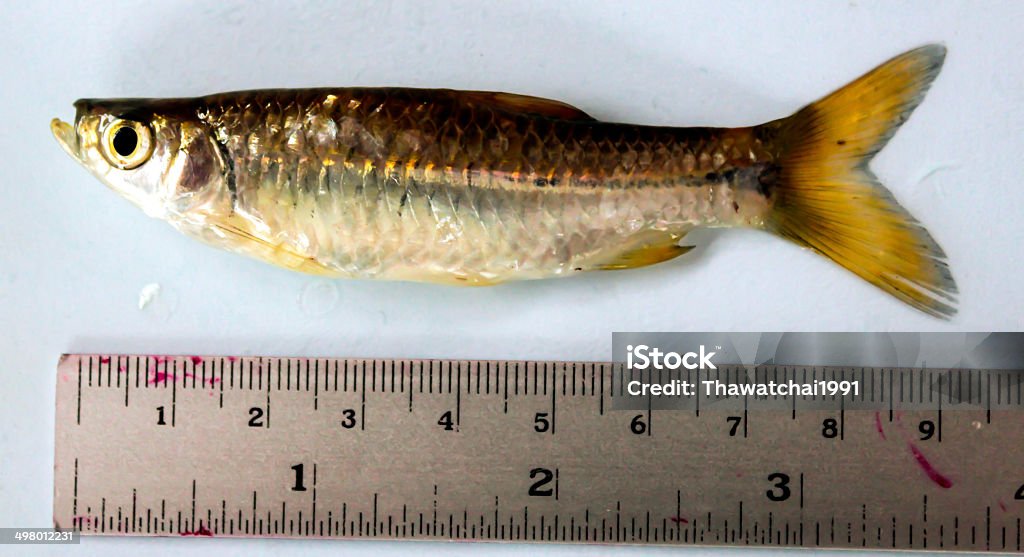 Top-mouthed minnow: Pseudorasbora parva with measuring tools Close-up Stock Photo