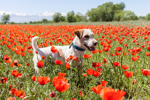 People play with the dog on the wild tulips
