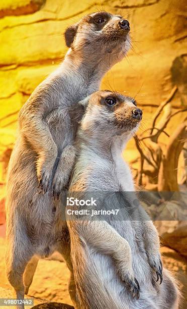 Meerkat Stock Photo - Download Image Now - 2015, Animal, Animals In Captivity