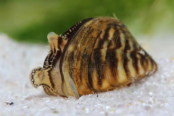 Photo of Zebra mussel (Dreissena polymorpha) in pond