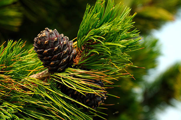 istock cedar pine cones on a branch. Photo toned 498013190