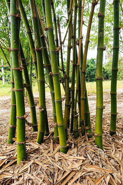istock bamboo clump in garden 498013259