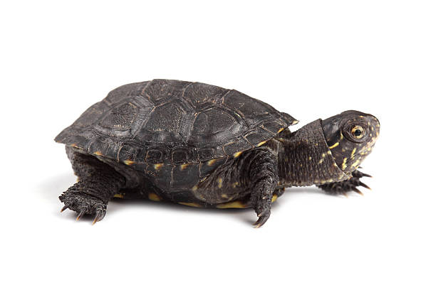 istock Young European pond turtle isolated on white 498013325