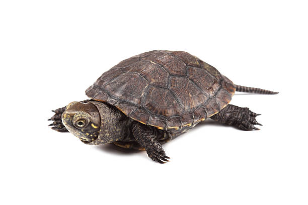 istock Young European pond turtle isolated on white 498013327