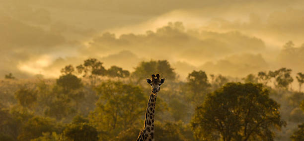 żyrafa sfotografowany o zachodzie słońca - south african giraffe zdjęcia i obrazy z banku zdjęć