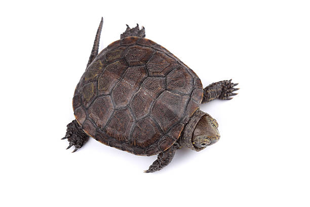 istock Young European pond turtle isolated on white 498013461