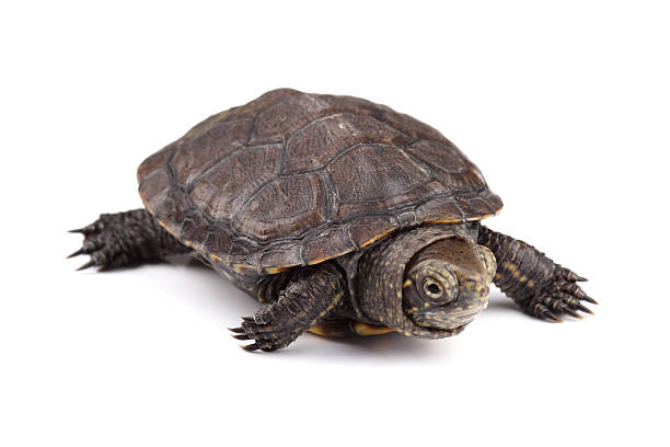 istock Young European pond turtle isolated on white 498013785