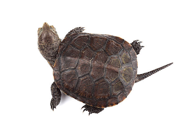 istock Young European pond turtle isolated on white 498013887
