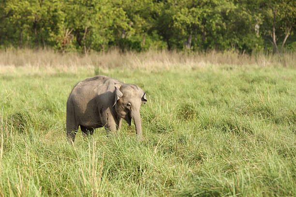 The Asian elephant of Jim Corbett are called as Elephas maximus