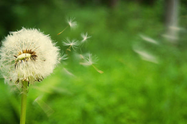Dandelion with flying seed stock photo