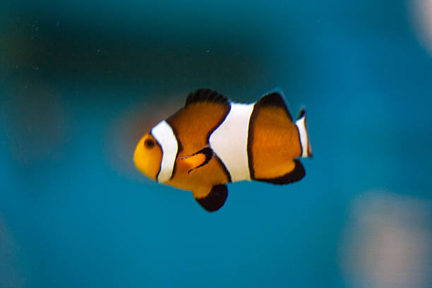 istock Clownfish in an aquarium 498014923