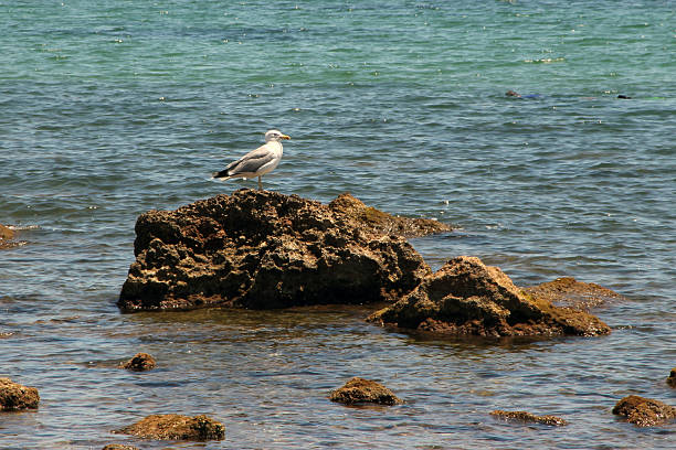 istock Gull standing on rock near water 498015164
