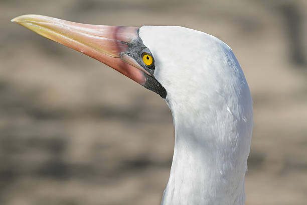 istock Nazca booby (Sula granti) in Galapagos 498015223