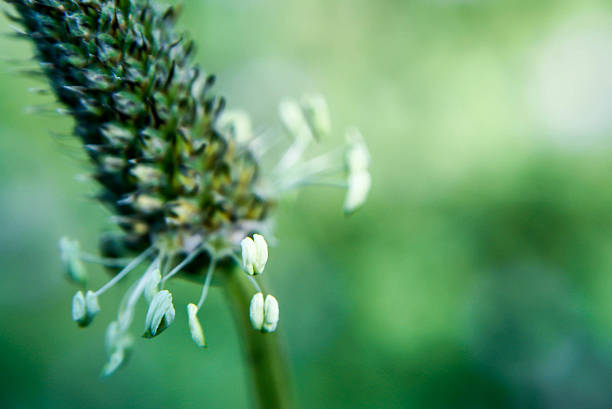 istock ribwort plantain closeup 498015241