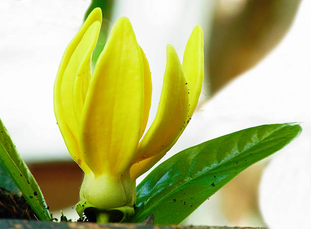 Artabotrys flower A yellow flower of a climbing plant with fragrant and lemon - like scent. siamensis stock pictures, royalty-free photos & images