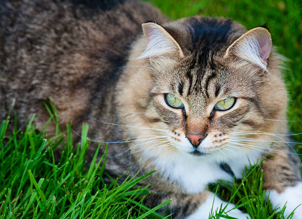 istock Tabby cat with green eyes lying in grass 498016157