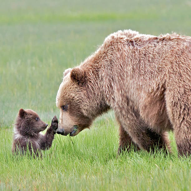 istock Grizzly Bear Cub Stops Mother Grizzly 498016801