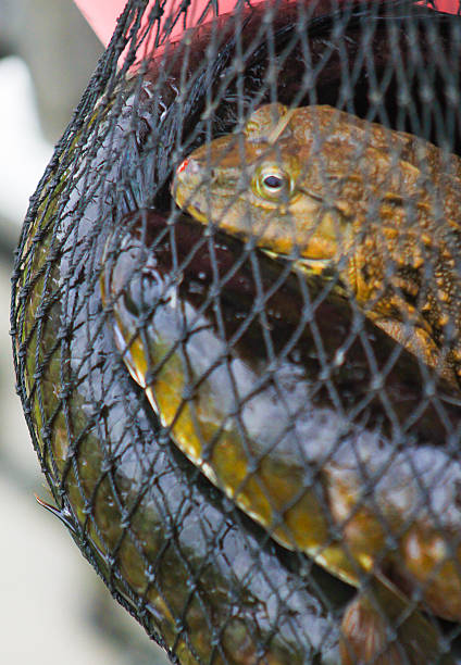 istock catch of fish and frog 498017109
