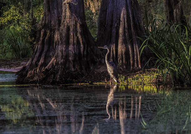 istock Blue Heron (Ardea herodias)  in Cypress Swamp 498018162