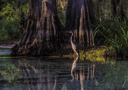 Great Blue Heron (Ardea herodias) in bright light surrounded by darkness from shadows of large cypress trees.  Setting sun on bayou near Texas Louisiana border.