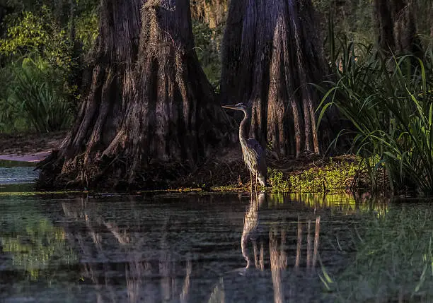 Photo of Blue Heron (Ardea herodias)  in Cypress Swamp