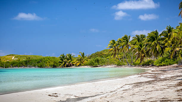 Tropical paradise Tropical paradise beach on Contoy Island in Mexico contoy island photos stock pictures, royalty-free photos & images