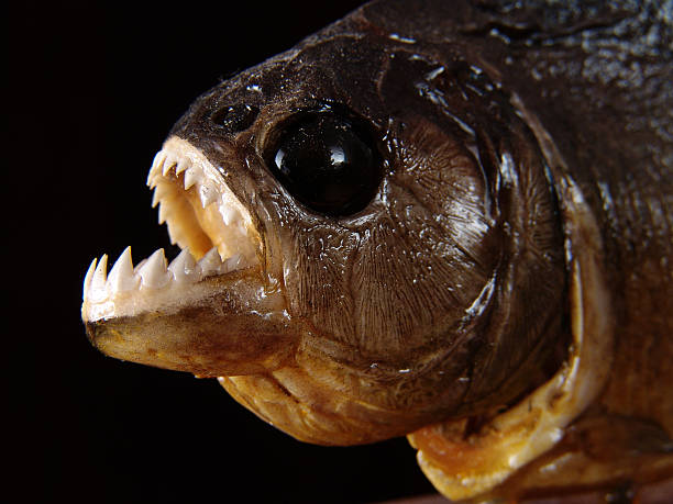 istock Stuffed mounted piranha fish showing serrated sharp tooths, Amazon, Brazil 498019952