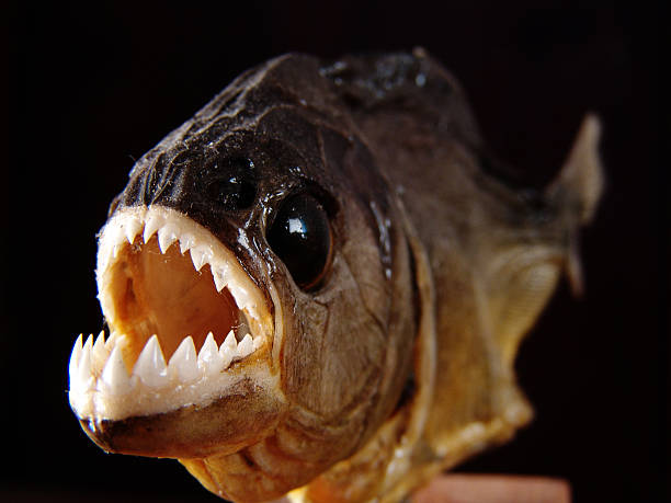 istock Stuffed mounted piranha fish showing serrated sharp tooths, Amazon, Brazil 498020042
