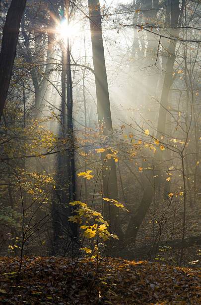 istock Sunbeams pour into the autumn forest 498020594